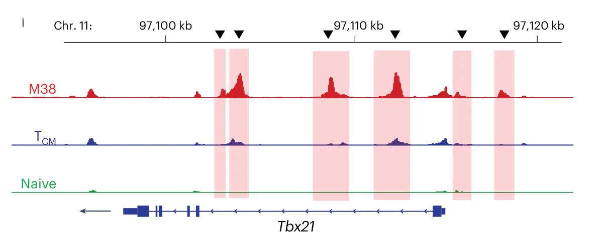 Open access visualization of Line Plot, Density Plot, ATAC-seq, TBX21, CMV-Reactive T Cells