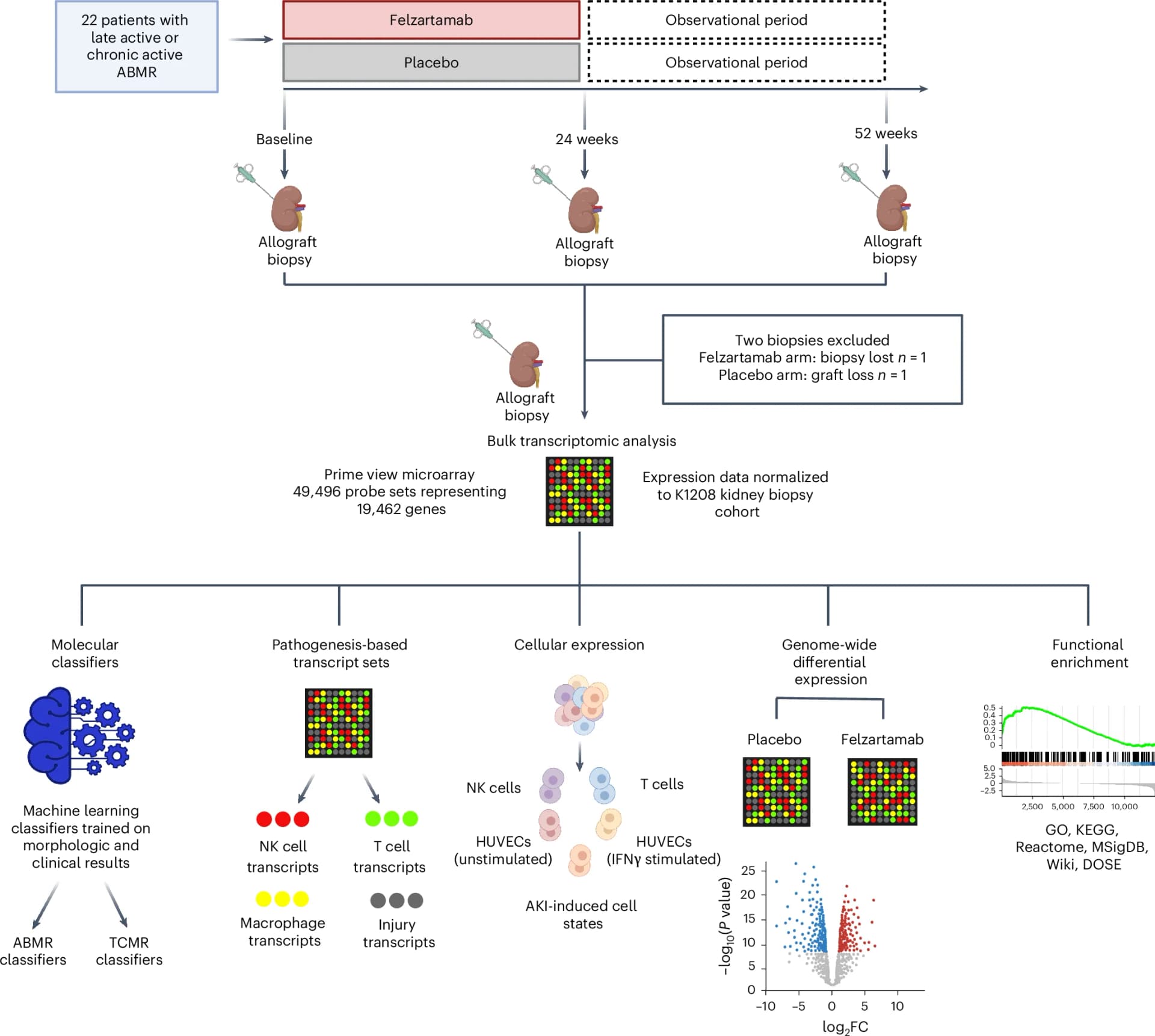 Open access visualization of Workflow, Volcano Plot, Heatmap, Illustration, circRNA-SORE