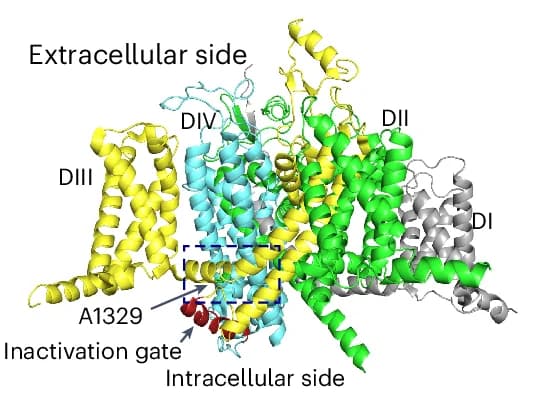 Open access visualization of Protein Structure, Na v 1.2, A1329 residue, Transmembrane segments, Domain III
