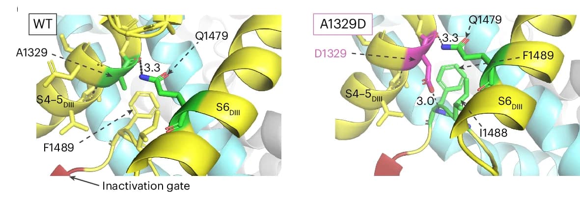 Open access visualization of Protein Structure, Amino Acid Residues, In Silico Mutagenesis, Mutant Channel, Polar Interactions
