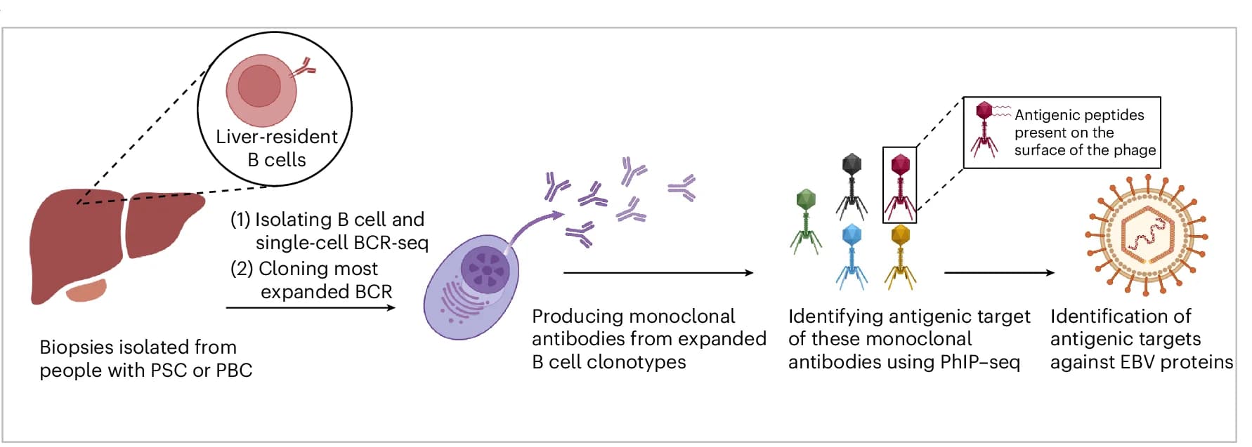 Open access visualization of Workflow, Illustration, Monoclonal Antibodies, B Cells, Liver Biopsies
