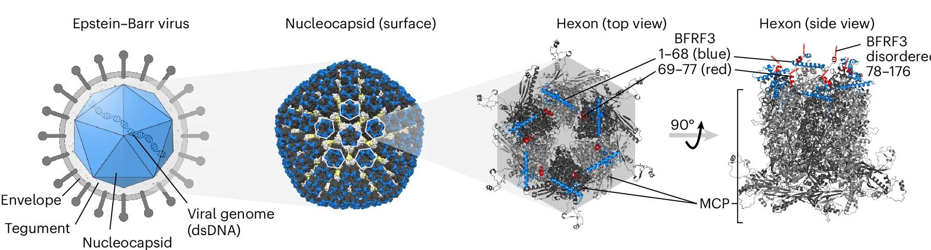Open access visualization of Illustration, Chemical Structure, Three-Dimensional Location, BFRF3, EBV Capsid