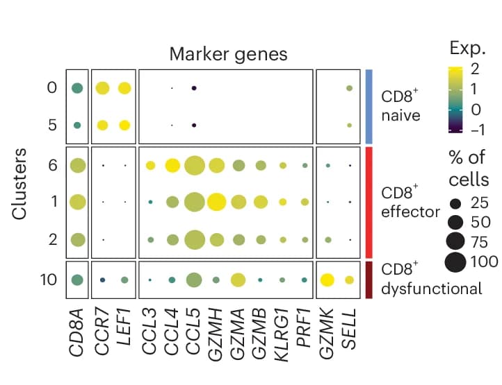 Open access visualization of Bubble Plot, Heatmap, Cell Type Classification, T Cell, Gene Expression