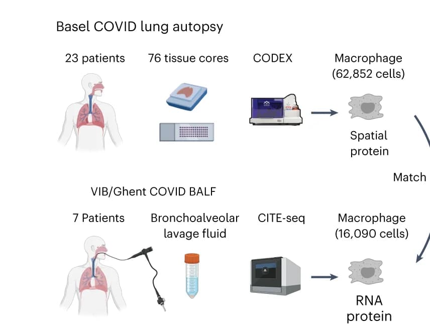Open access visualization of Workflow, Flowchart, Illustration, COVID-19, BALF