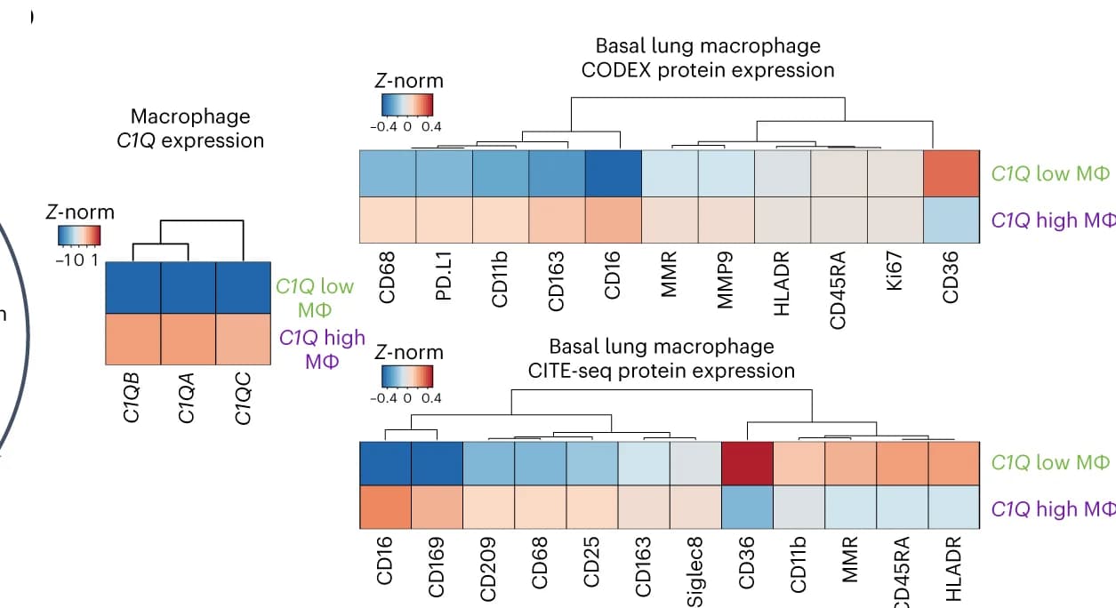 Open access visualization of Heatmap, Clustered, C1Q Macrophages, CITE-seq, CODEX