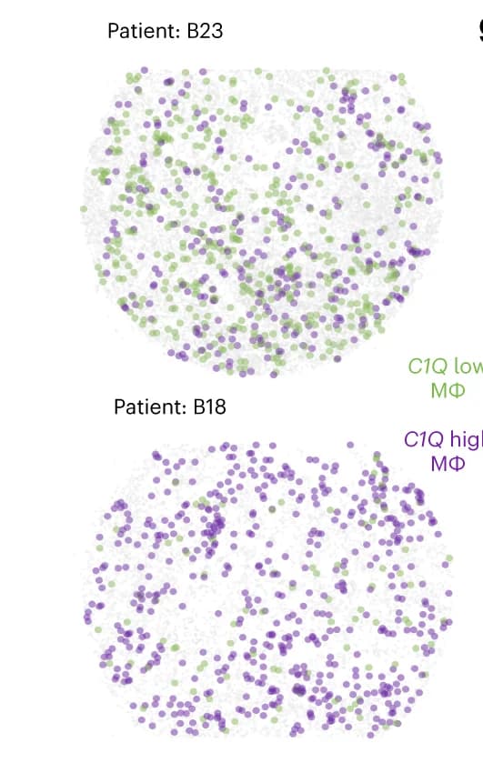 Open access visualization of Scatter Plot, Tissue Cores, C1Q Macrophages, Pseudo Image