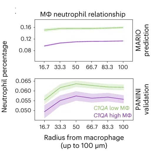 Open access visualization of Line Plot, Error Bars, Neutrophils, C1QA Macrophages, MARIO Prediction
