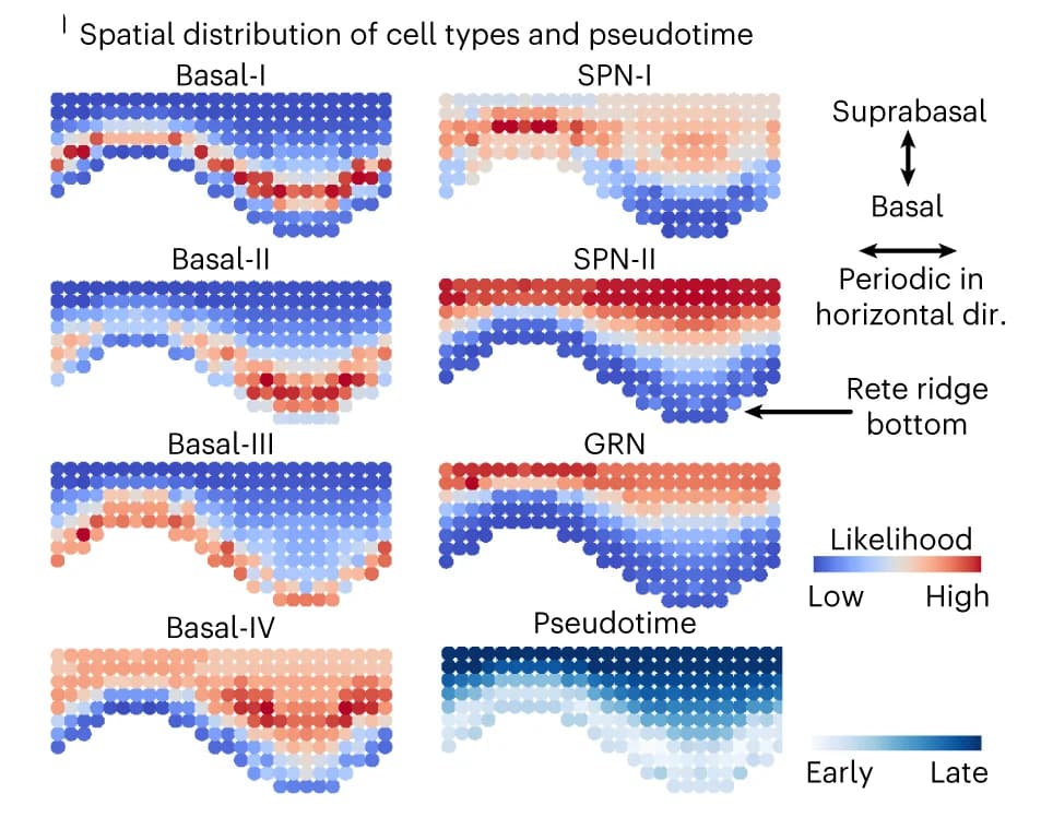 Open access visualization of Scatter Plot, Skin Subtypes, Intact Tissue, Pseudotime, Granular Cell Cluster