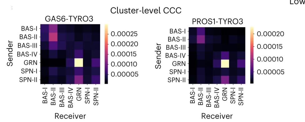 Open access visualization of Heatmap, Ligand-Receptor Pairs, GAS6-TYRO3, PROS1-TYRO3, Cluster Level