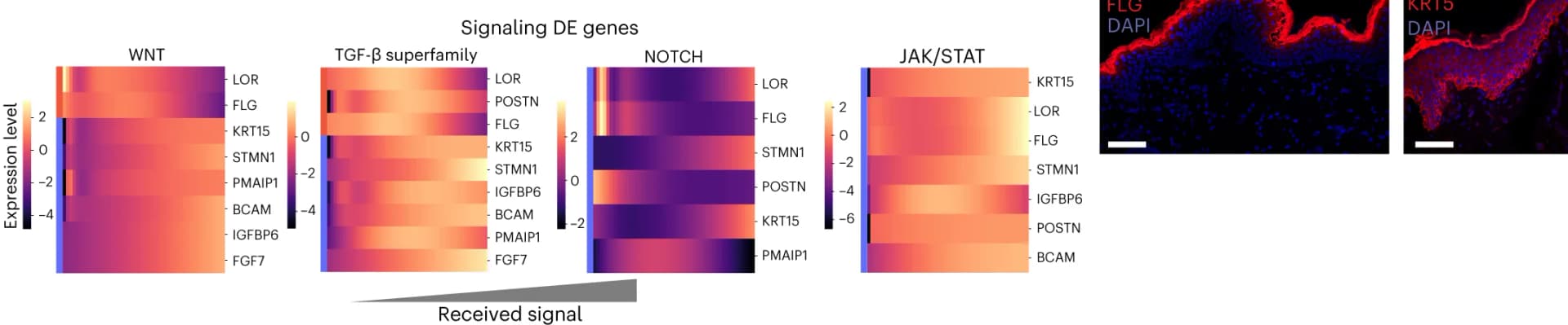 Open access visualization of Heatmap, Microscopy, Heatmaps, Signaling, Differentially Expressed Genes