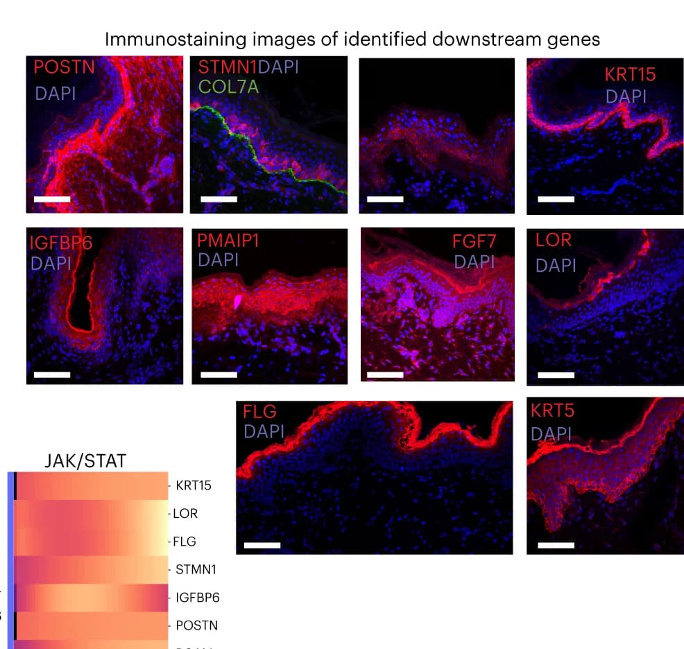 Open access visualization of Microscopy, Heatmap, Immunofluorescence Staining, Signaling, Differentially Expressed Genes