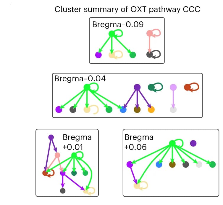 Open access visualization of Pathway, Cluster-level summary, CCC, OXT signaling pathway