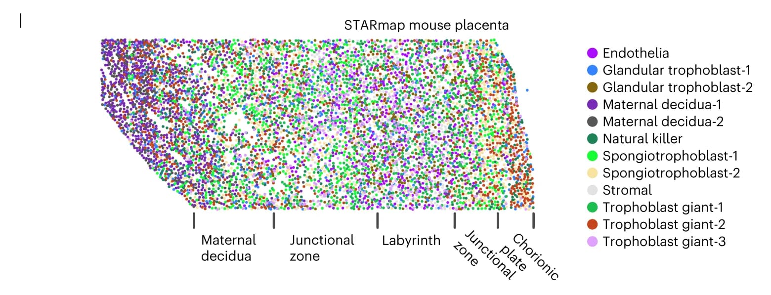 Open access visualization of Scatter Plot, STARmap, Mouse placenta