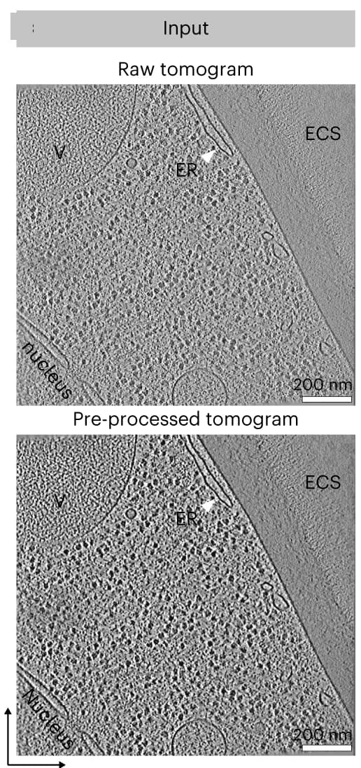 Open access visualization of Microscopy, Trained Networks, Tomograms, Spectrum-Matching Filter, Image Contrast