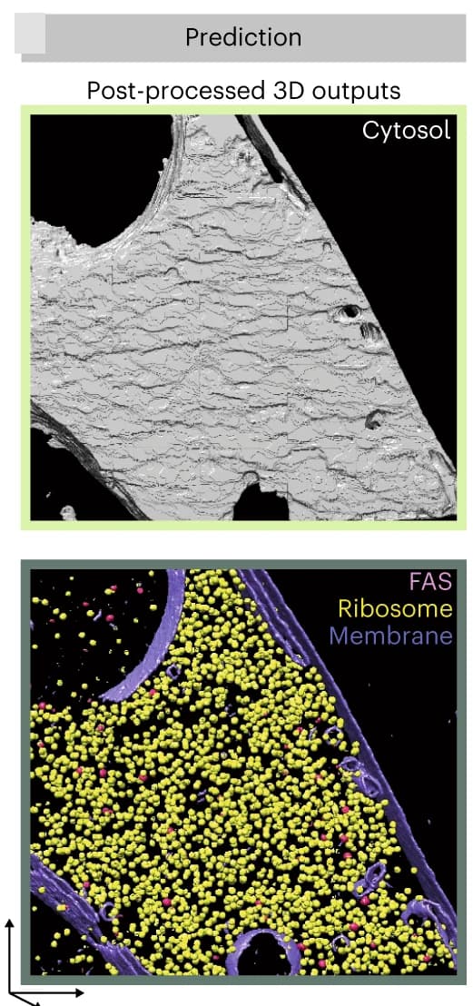 Open access visualization of 3D Plot, Protein Structure, Chemical Structure, DeePiCt, Raw Predictions