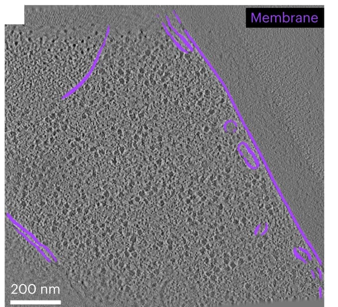Open access visualization of Microscopy, Membranes, DeePiCt, Tomographic Slice