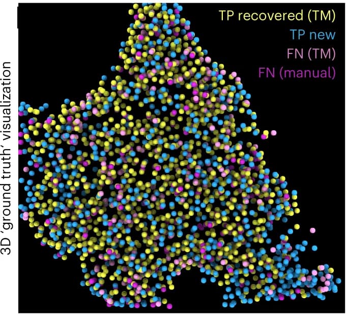 Open access visualization of 3D Plot, Ribosomes, 3D View, Ground Truth, False Negatives