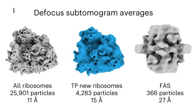 Open access visualization of Protein Structure, FAS, Subtomogram Averages, Ground Truth