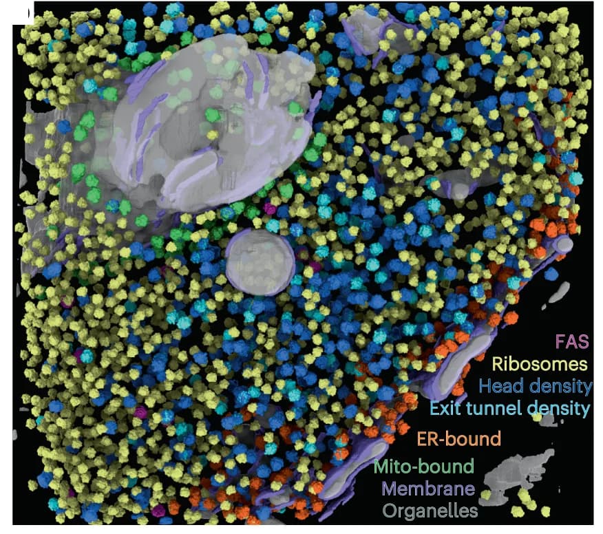 Open access visualization of 3D Plot, DeePiCt predictions, Organelles, Membranes, FAS