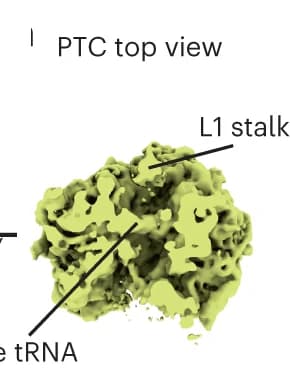 Open access visualization of 3D Plot, PTC, P-site tRNA, L1 stalk, E-site