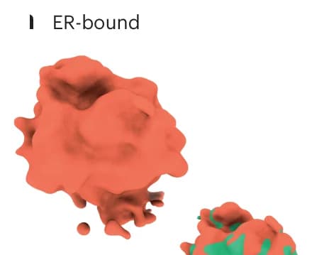 Open access visualization of 3D Plot, ER-bound ribosomes, Tomograms, Peptide exit tunnel, Membrane density
