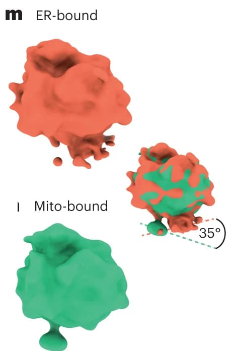 Open access visualization of 3D Plot, Protein Structure, Chemical Structure, Mitochondria-bound ribosomes, Tomograms
