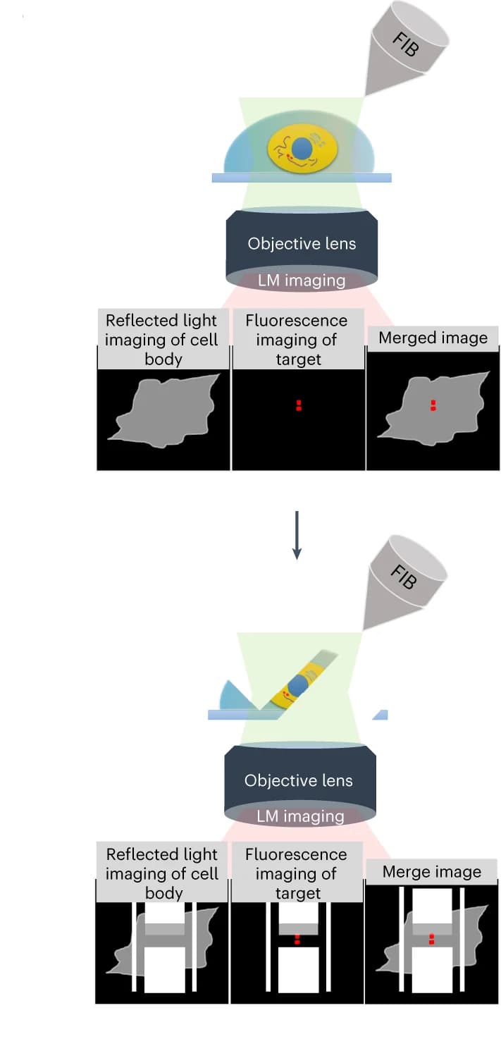 Open access visualization of Workflow, Illustration, Microscopy, Ion Beam, Light Beam