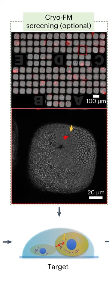 Open access visualization of Microscopy, Illustration, Cryo-vitrified Cells, Cryo-FM, Fluorescence Signal