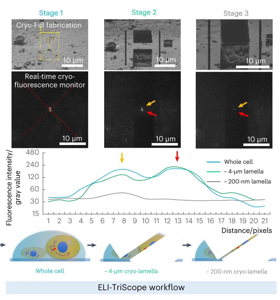 Open access visualization of Line Plot, Microscopy, Workflow, Fluorescence Signal, Cryo-FIB Milling