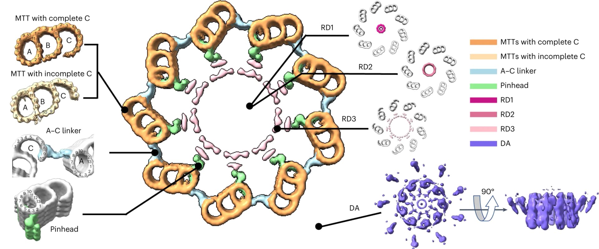 Open access visualization of Illustration, Human Centriole, Cross-sectional View, STA, MTTs