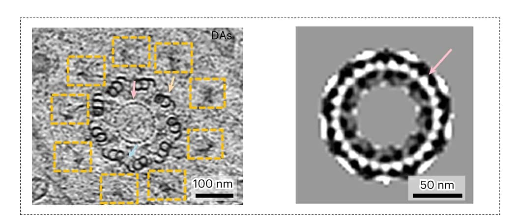 Open access visualization of Microscopy, RD3, MTTs, C-tubule, A-C Linker