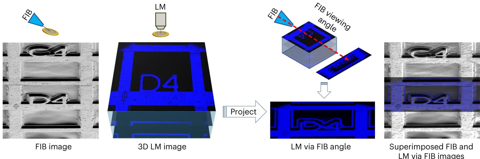 Open access visualization of Microscopy, Illustration, FIB, LM, Registration