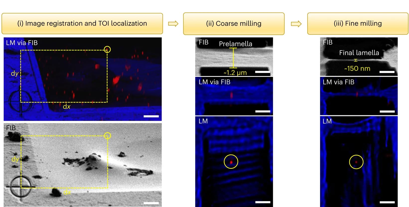 Open access visualization of Workflow, Microscopy, Photo, LM, FIB