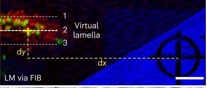 Open access visualization of Microscopy, Light Microscopy, FIB, HepG2 Cells, EM Grid