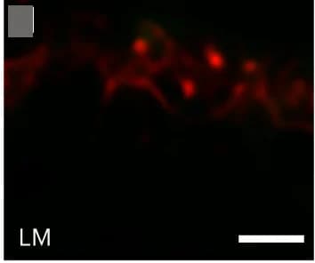 Open access visualization of Microscopy, Confocal Images, Virtual Lamellae
