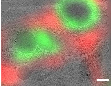 Open access visualization of Microscopy, Light Microscopy Image, Prepared Lamella, Tomographic Slice, Fluorescence Signal