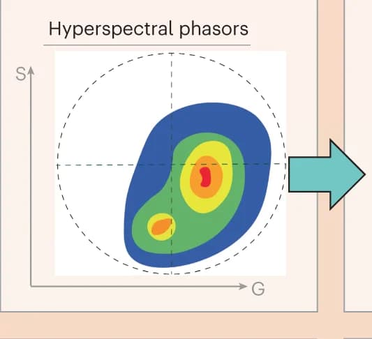Open access visualization of Scatter Plot, Spectral Data, Phasor Plot, Fourier Components, Histogram