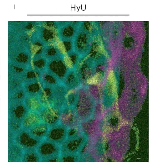 Open access visualization of Microscopy, Hyperspectral Fluorescence, Fluorescent Signature, Emission Spectra
