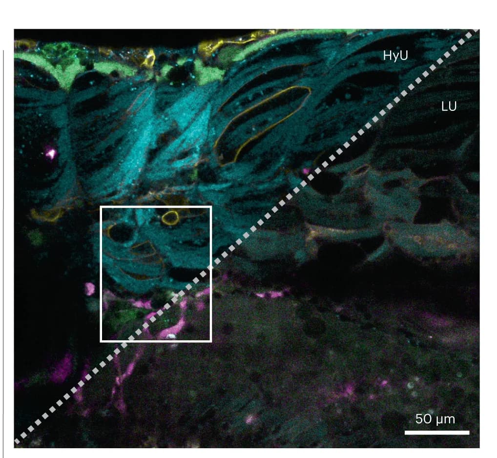 Open access visualization of Microscopy, Experimental Data, Four-Color Zebrafish, Contrast, Unmixing