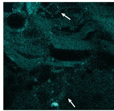 Open access visualization of Microscopy, Rendering, Bleed-Through, Label, Specimen