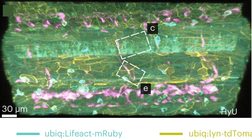 Open access visualization of Microscopy, Volumetric Renderings, Zebrafish, Clathrin-coated Pits, Membrane