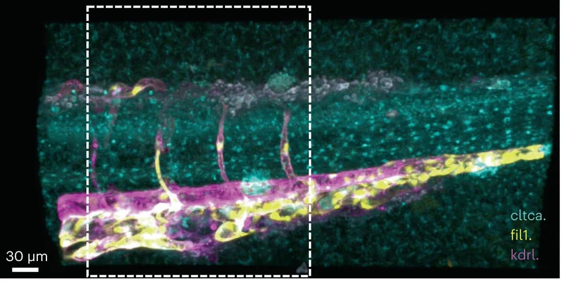 Open access visualization of Microscopy, HyU rendering, Zebrafish, Gt(cltca-citrine), Tg(kdrl:mCherry;fli1:mKO2)