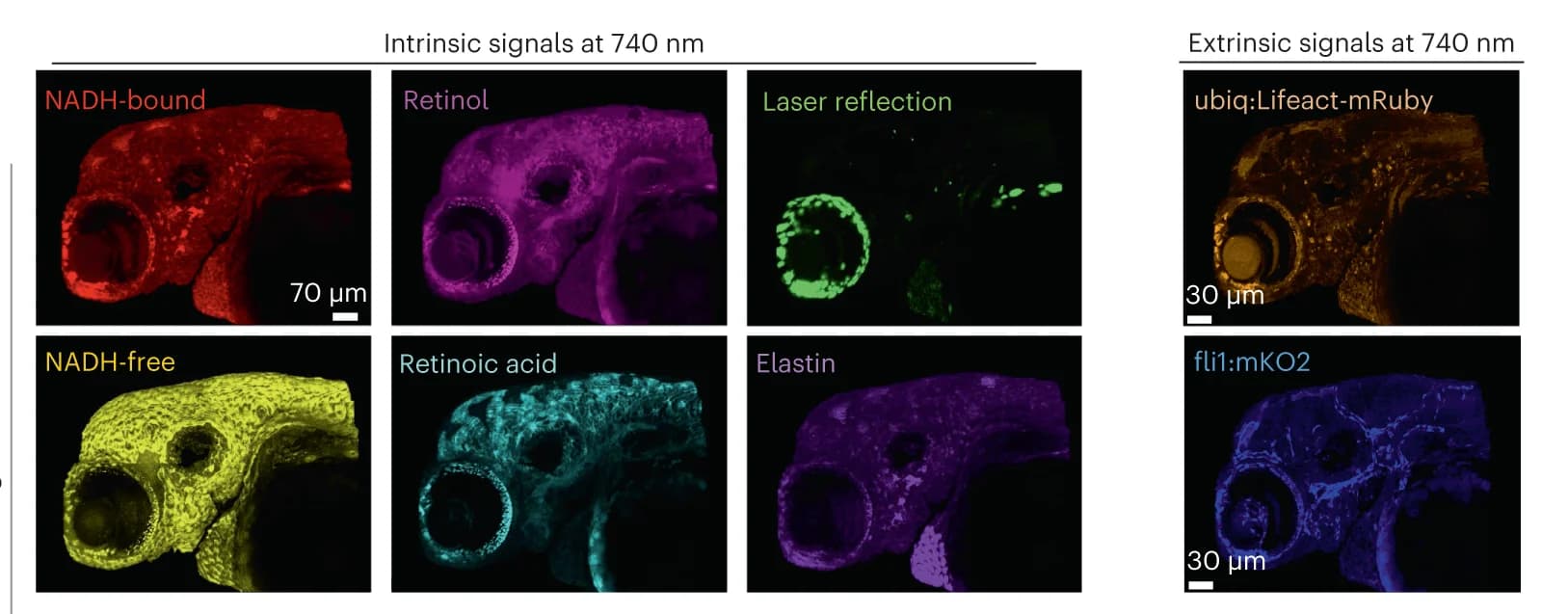 Open access visualization of Microscopy, Head Region, Embryo, HyU