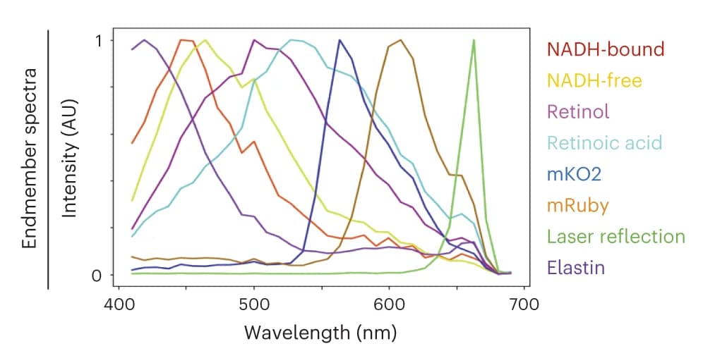Open access visualization of Line Plot, Spectra, NADH-bound, NADH-free, Retinoid