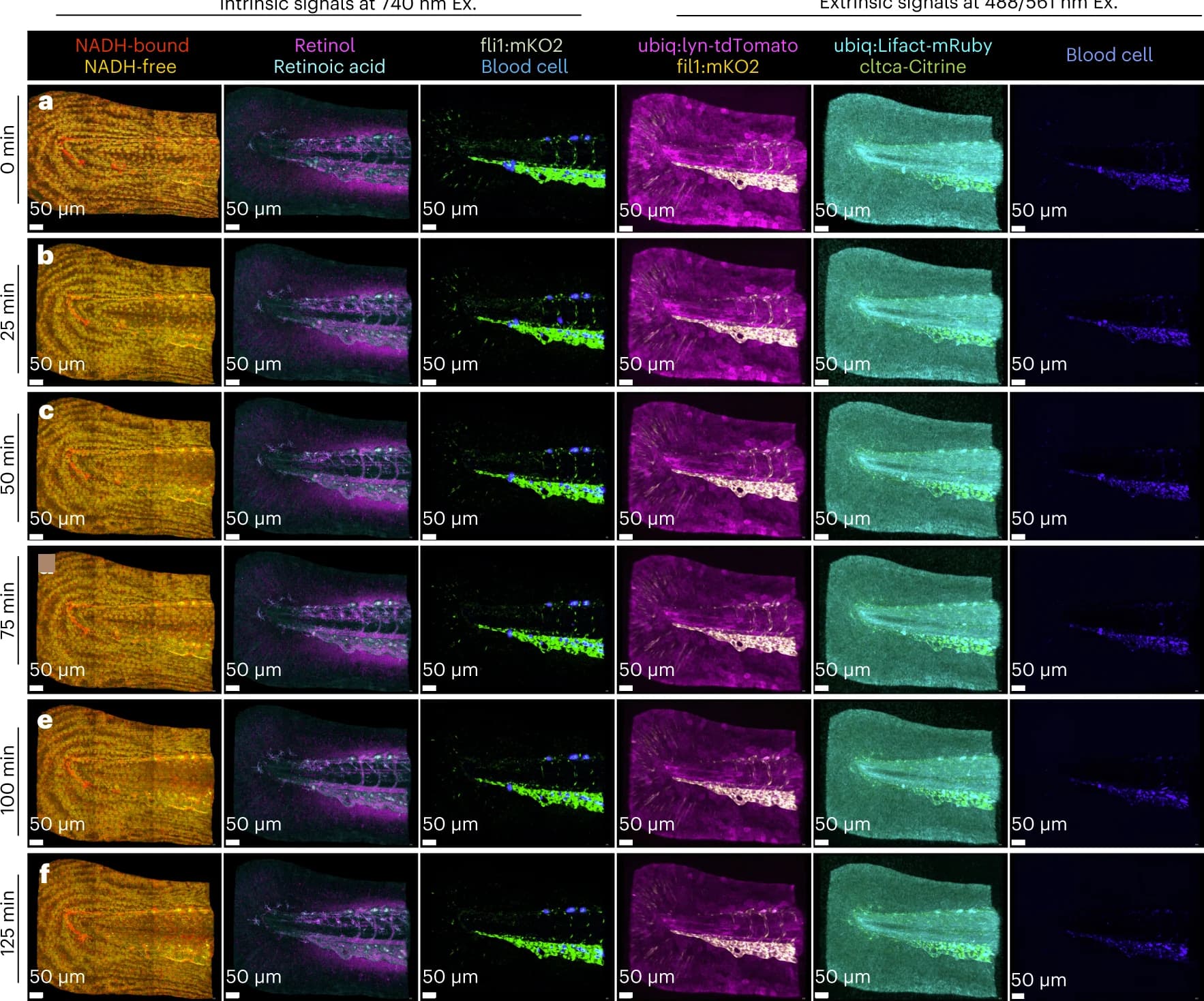 Open access visualization of Microscopy, HyU, Timelapse data, Zebrafish, NADH