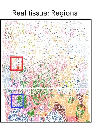 Open access visualization of Scatter Plot, Spatial Position, Real Data, Morphological Regions