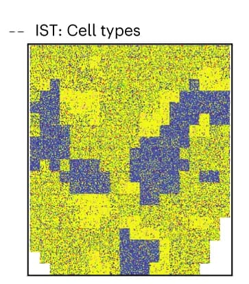 Open access visualization of Scatter Plot, Spatial Position, IST Data, Cell Type