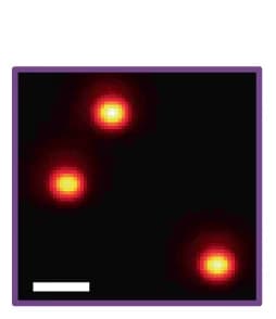 Open access visualization of Microscopy, TIRF Image, Fluorescent Beads