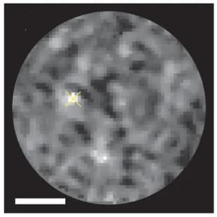 Open access visualization of Microscopy, Probability Maps, DNN Analysis