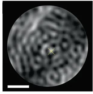 Open access visualization of Microscopy, Probability Maps, DNN Analysis